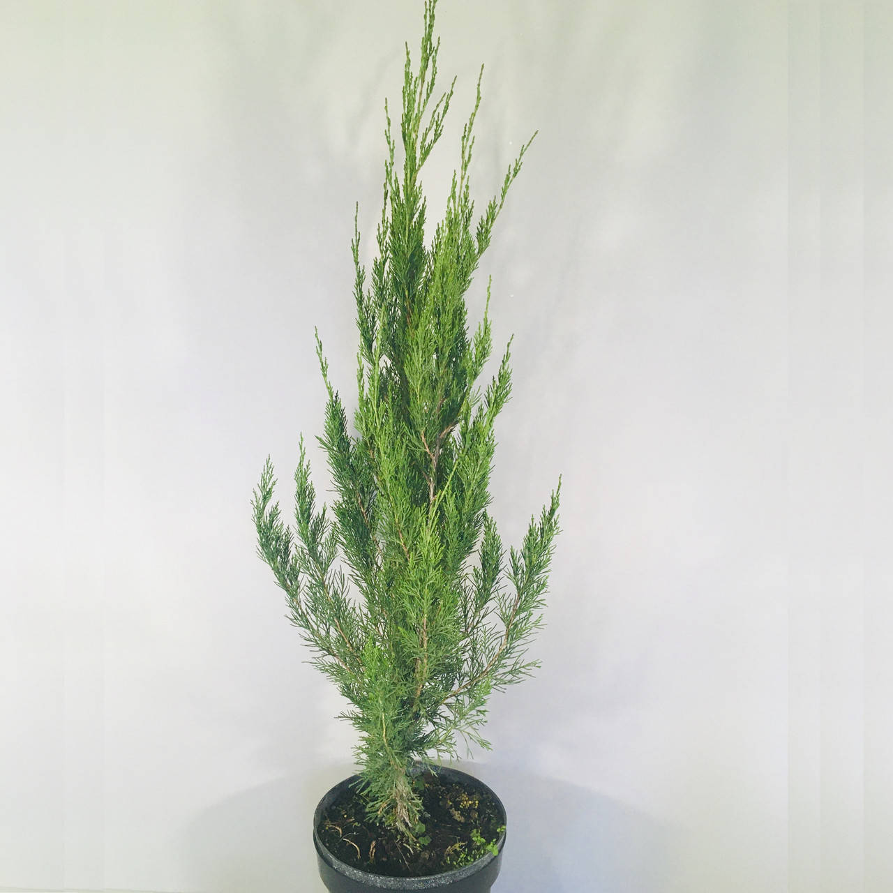 

Можжевельник китайский Spartan 1-1.2 мерта в 7,5 л. контейнер