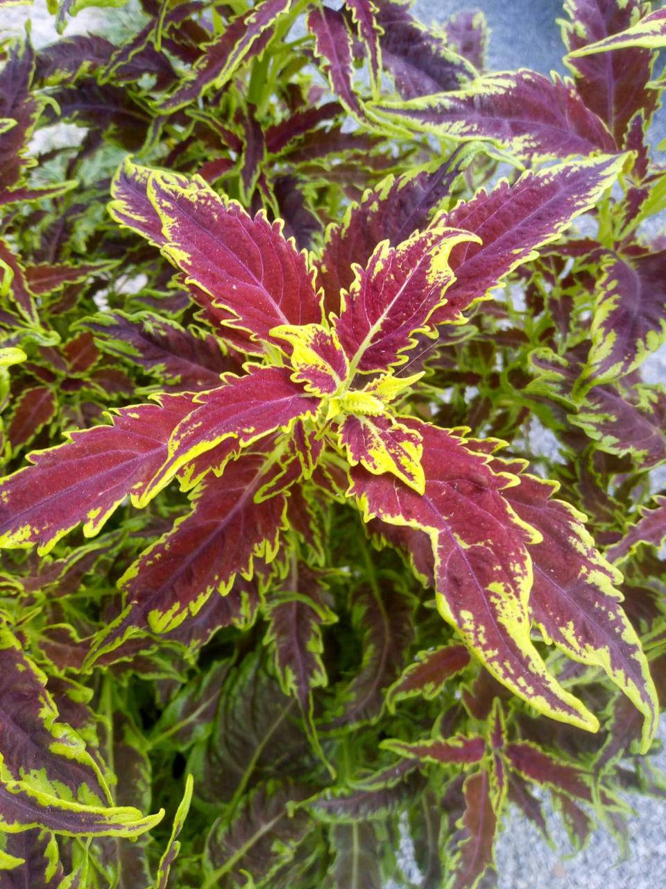 

Колеус "Red Croton ll" в горшке 0.25л