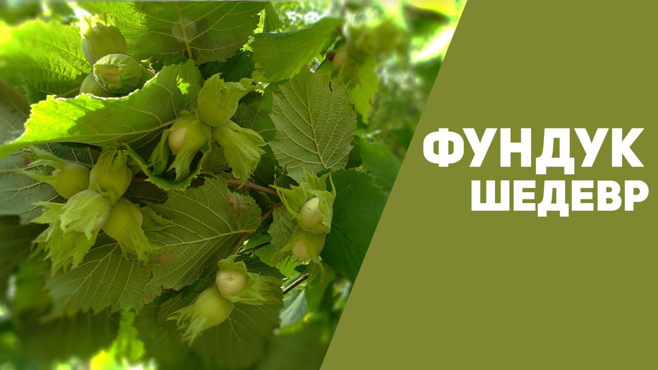 

Саженцы фундука «Шедевр» (двухлетние)