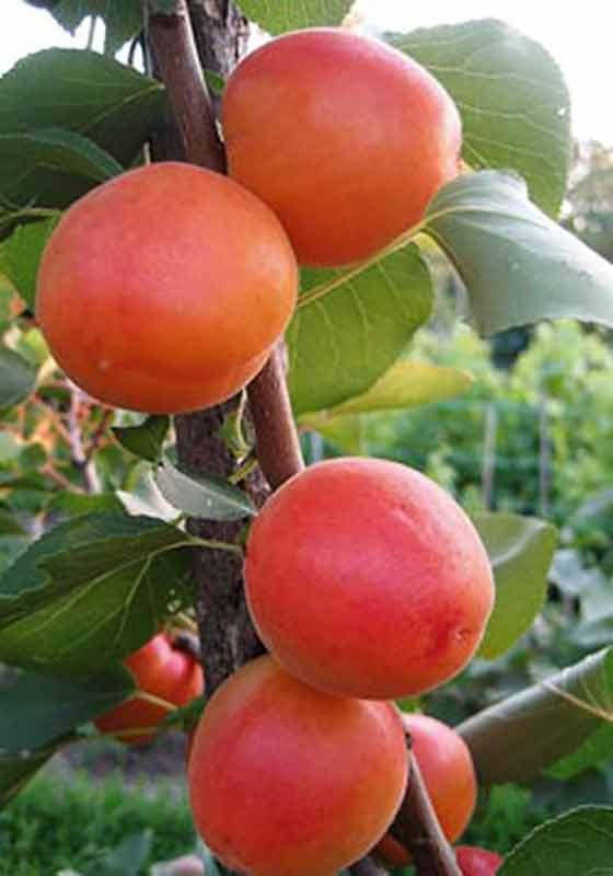 

Саженцы Абрикоса Эрли Блуж