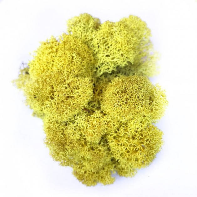 

Стабилизированный мох Желтый Ягель Норвежский 100 г Green Ecco Moss