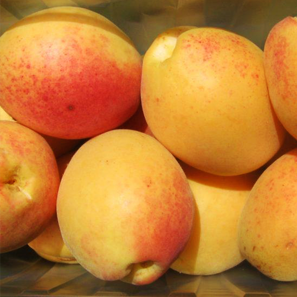 

Саженцы абрикоса «Ананасный» - 2-летний