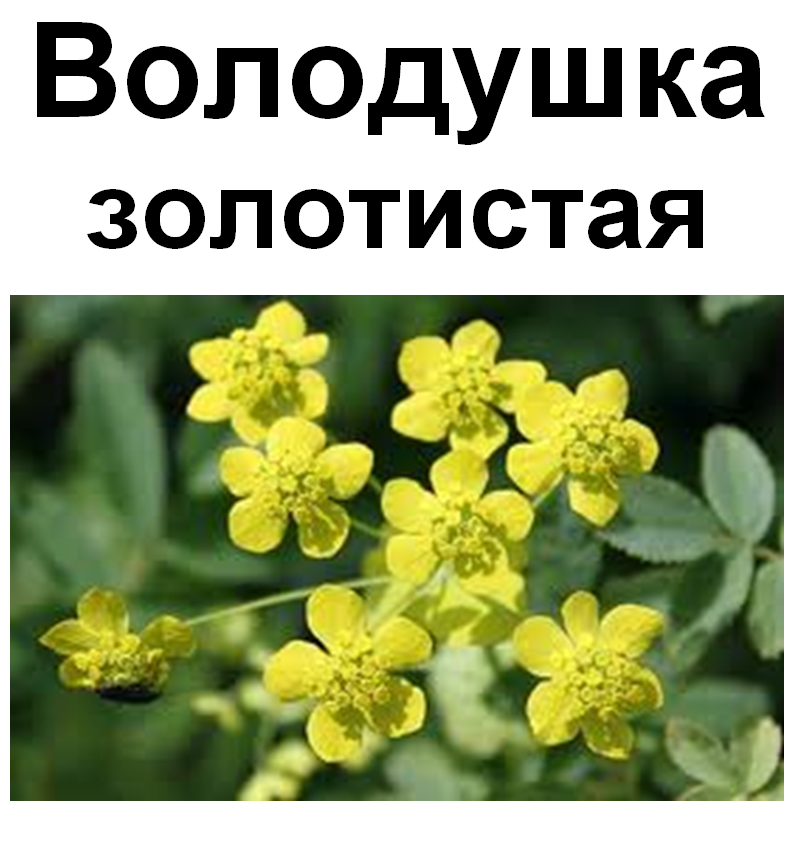 

Володушка золотистая, трава сухая, 40 грамм