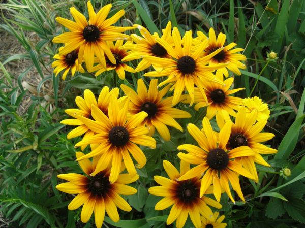 

Рудбекия (желтая ромашка) Р9