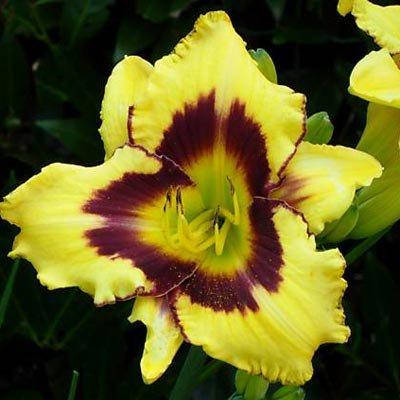 

Лилейник El Desperado (саженцы)