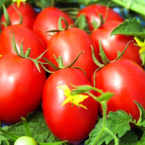 

Семена Томат Де-барао красный 0,2 гр W.Legutko (2572)