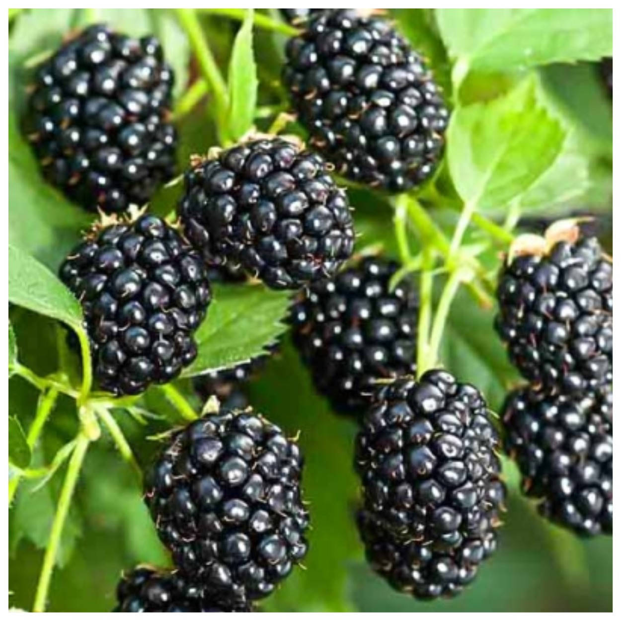 

Ежевика ранняя Оучито