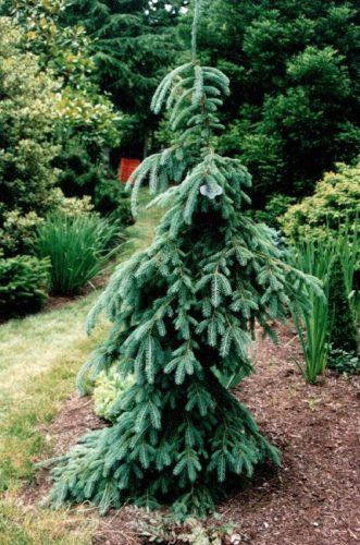 

Picea glauca Pendula