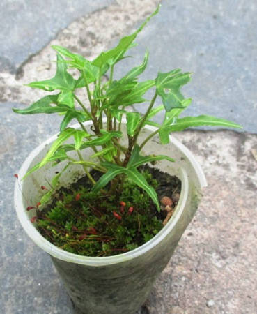 

Плющ узколистный Sagittaefolia. Укорененные черенки в контейнерах Д5.
