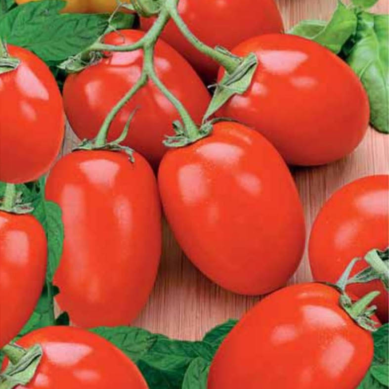 

Рио Фуего 10 шт семена сливки низкорослой GSN Франция