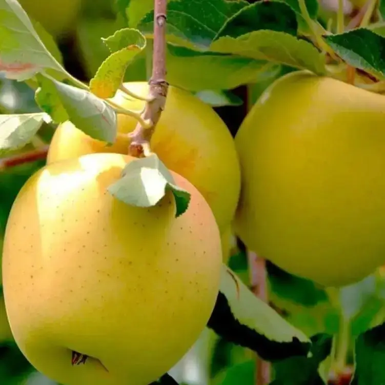 

Яблоня "ГОЛДЕН ДЕЛИШЕС" 1-летняя / Саженцы / Зимний сорт