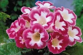 

Глоксиния Blanche de Meru (Бланш де Меру) 1 клубень