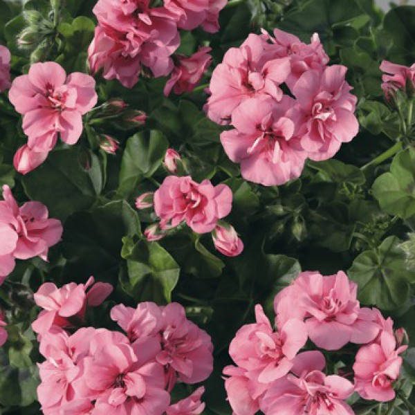 

Пеларгония плющелистная(ампельная) Big 5 Light Pink, Розовый