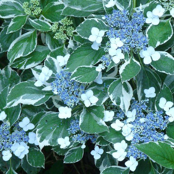 

Гортензия крупнолистная Мариесии Перфекта, Hydrangea macrophylla Mariesii Perfecta