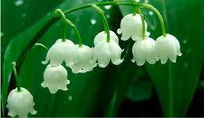 

Саженцы Ландыша Кейске (Convallaria keiskei)