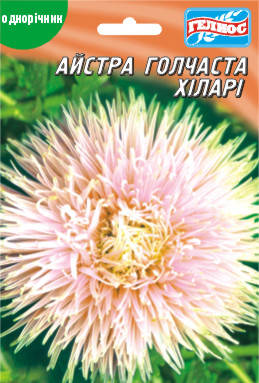 

Астра Хиллари 100 шт.