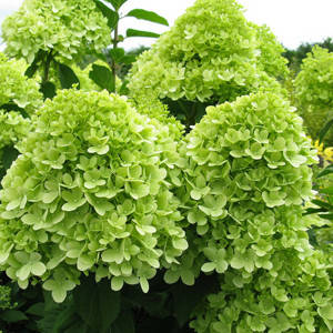 

Гортензия лаймлайт, Hydrangea paniculata Limelight