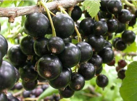 

Смородина черная Юбилейная Копаня