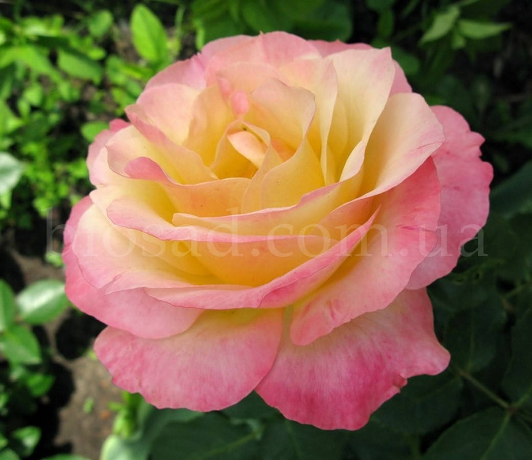 

Роза Глория Дэй (Gloria Dei), саженец высшего класса АА+