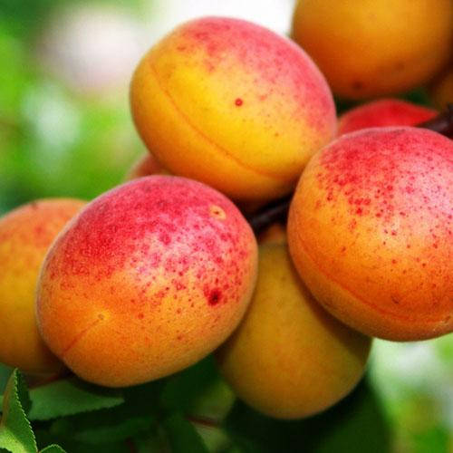 

Абрикос колоновидный ЗВЕЗДНЫЙ (ранне-средний)