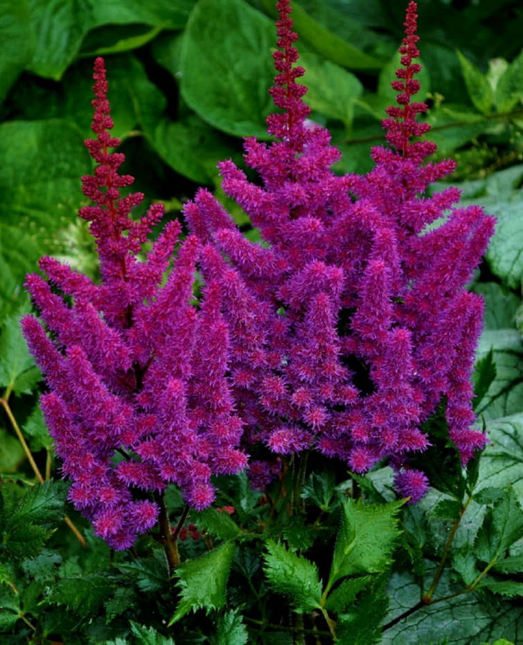 

Астильба китайская " Визион ин Пурпл "( саженцы)