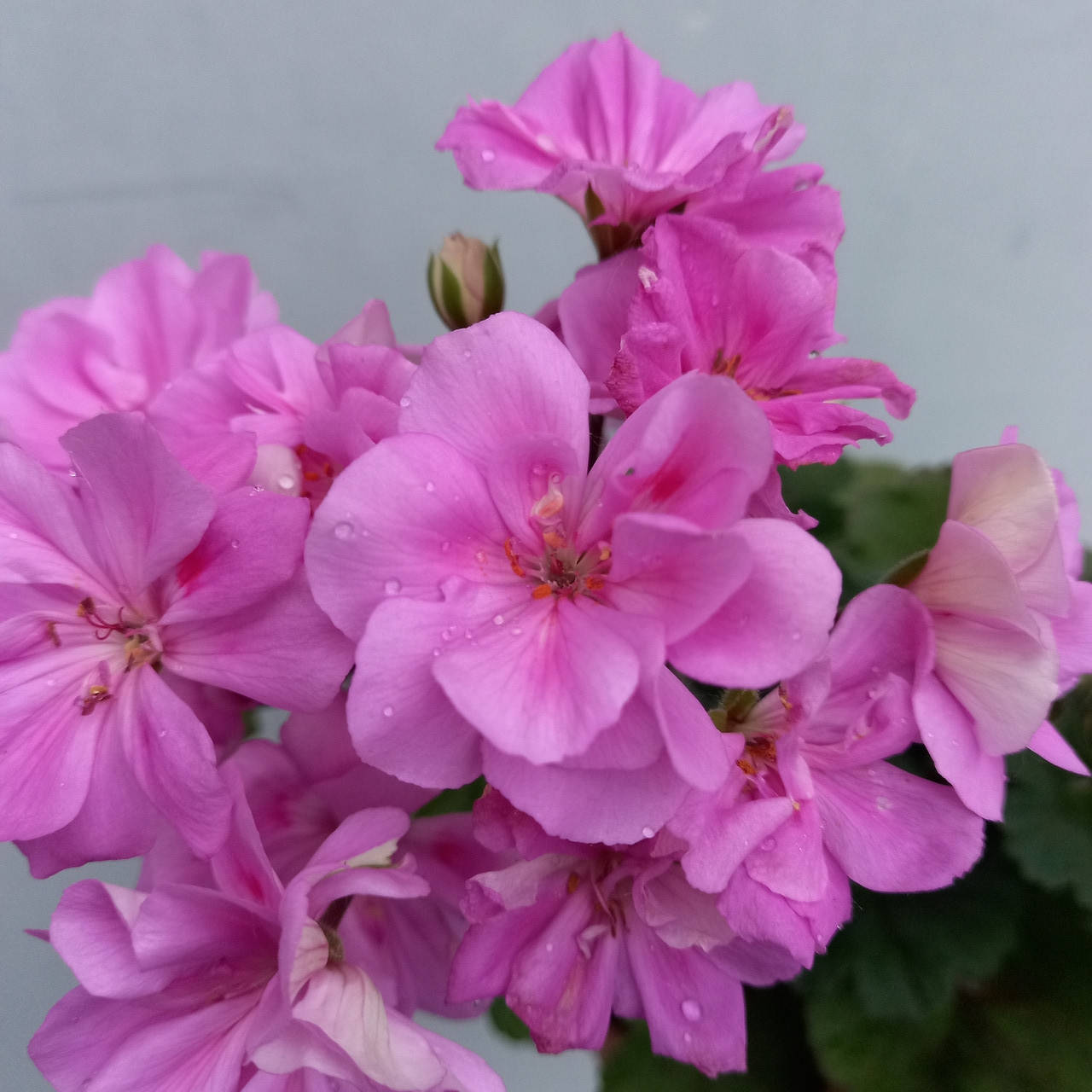 

269. Ю 350, Сиреневый