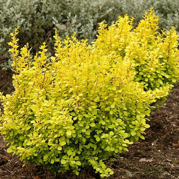 

Саженец Барбарис Тунберга Aurea 0,5 л