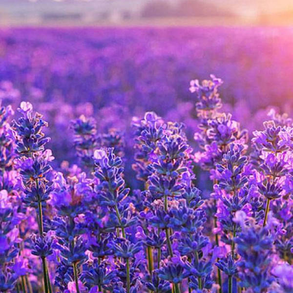 

Саженец лаванды Рurple Haze