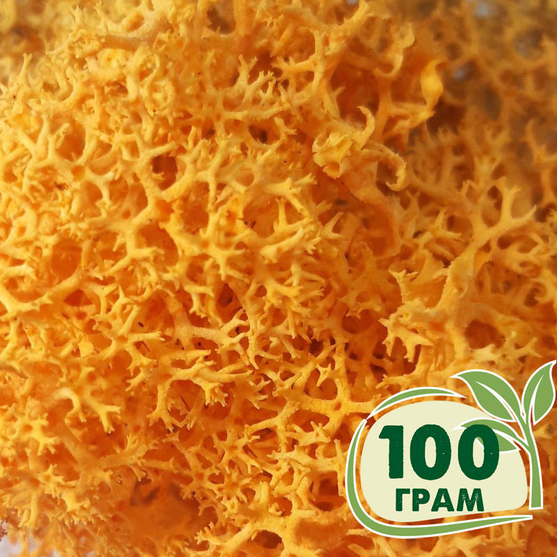 

Стабилизированный мох ягель Желтый осенний (оранжевый), норвежский мох