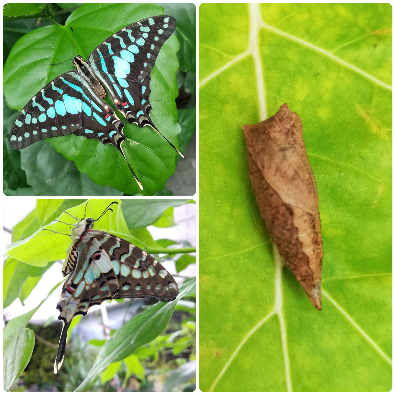 

Куколка бабочки Graphium antheus
