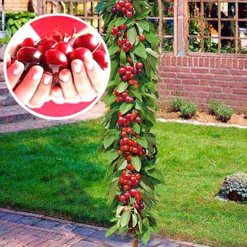 

Черешня колоновидная Квин Мерри (средняя)