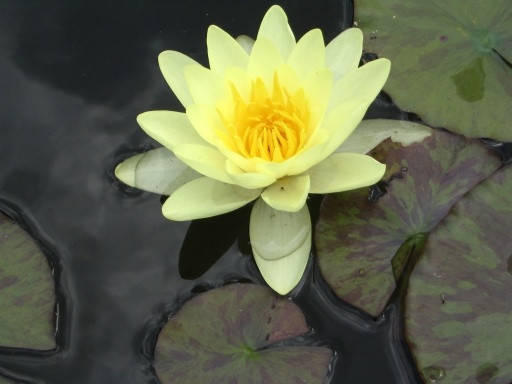 

Нимфея «Марлиака Хроматэлла» (Nymphaea «Marliacea Chromatella») (взрослое растение)