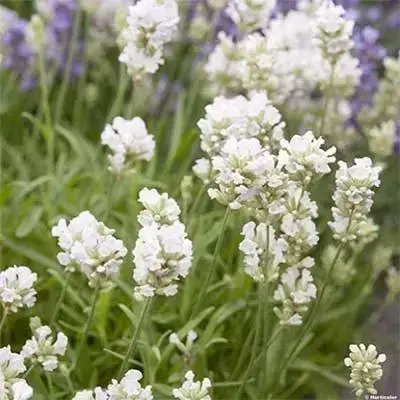 

Лаванда Arctic Snow (саженцы в горшке - ЗКС)