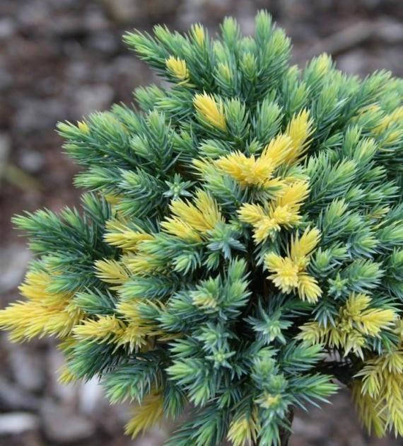 

Можжевельник чешуйчатый Флореант \ Juniperus squamata Floreant ( 2 года) саженцы