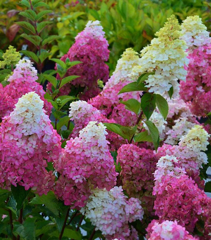 

Гортензия метельчатая " Ванила Фрайз" \ Hydrangea "Vanille Fraise'' ( саженцы 3 года)