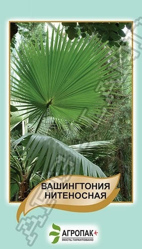 

Пальма Вашингтония нитеносная - 5 семян А