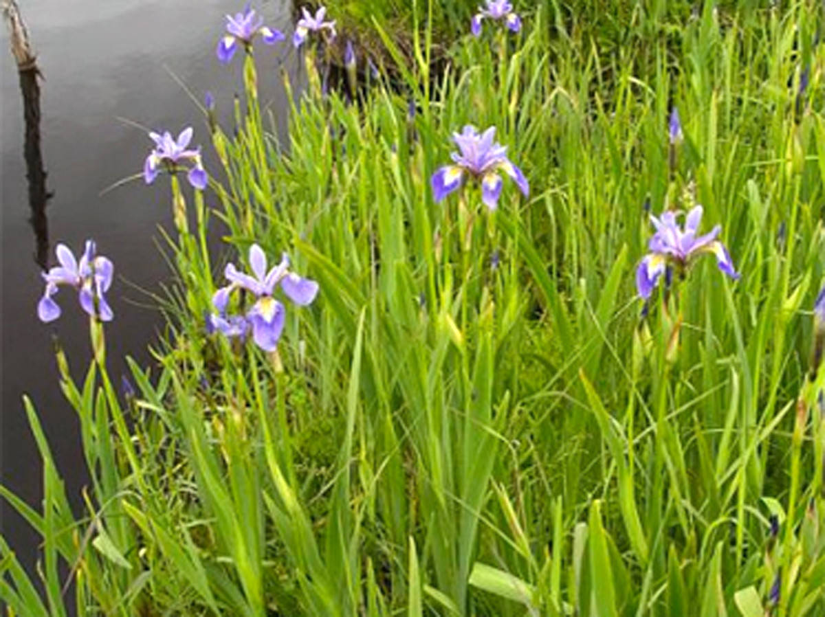 

Разноцветный болотный ирис, Iris versicolor