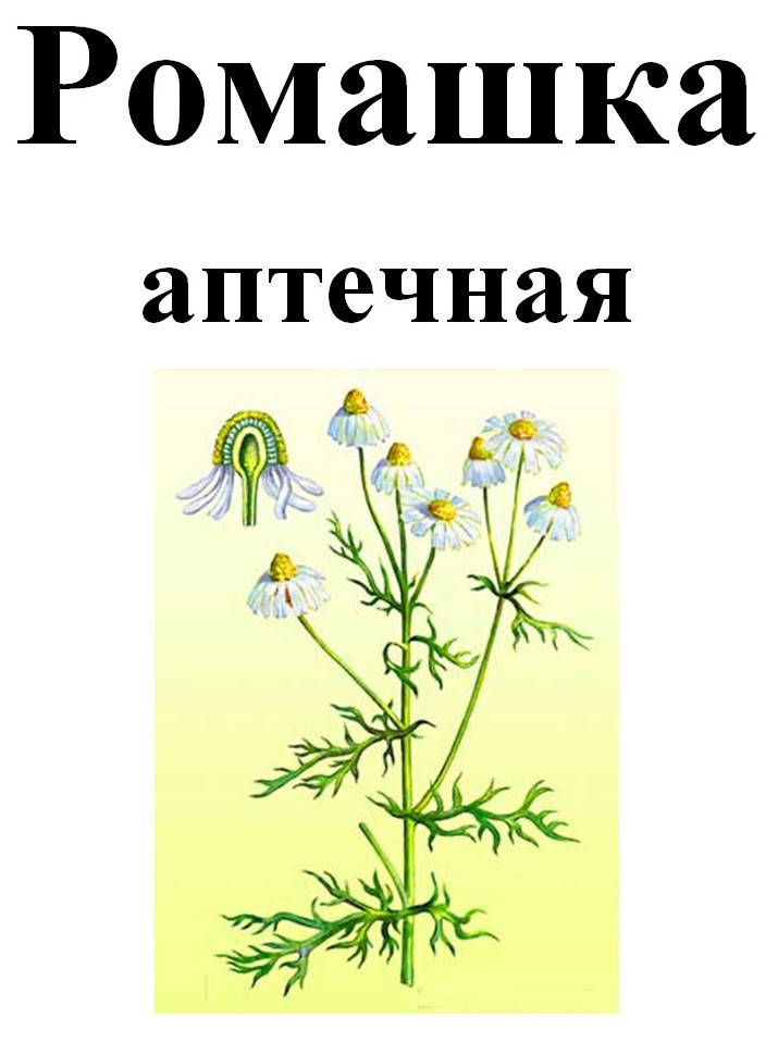 

Ромашка аптечная, 50 грамм