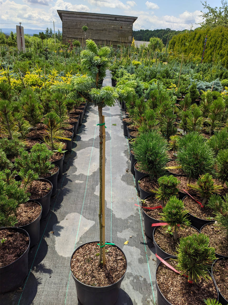

Picea sitchensis Tenas C-5