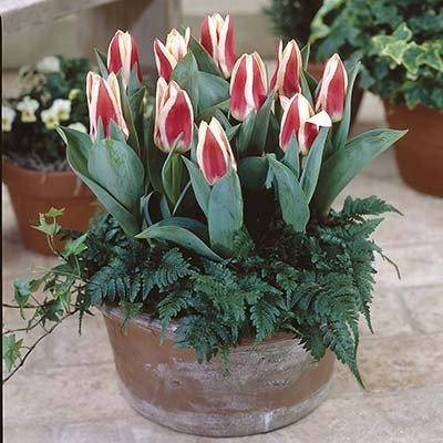 

Тюльпан Perfectionist (луковицы) 3 шт