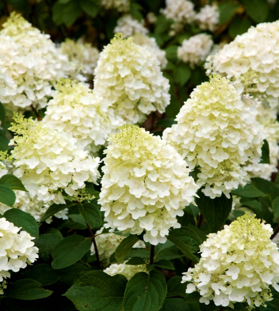 

Гортензия метельчатая Сильвер Доллар \ Hydrangea paniculata Silver Dollar ( саженцы 3 года)