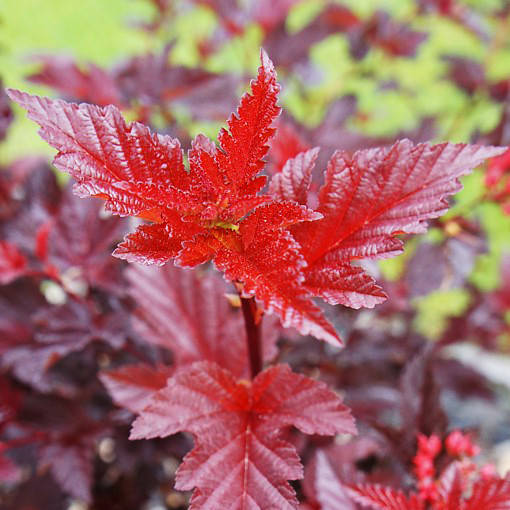 

Пузыреплодник Леди ин Ред / Physocarpus Lady in Red / h 20-30