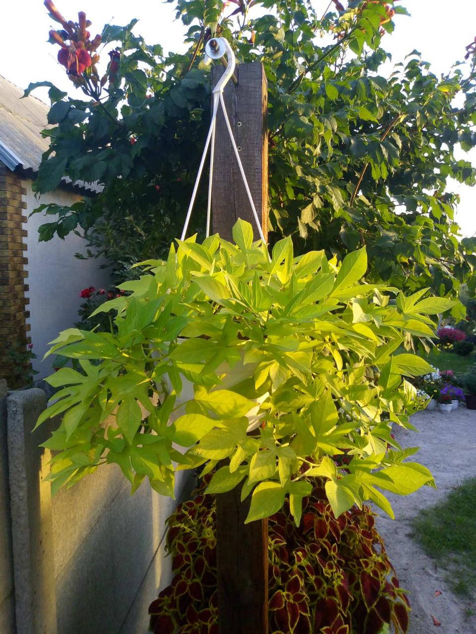 

Ипомея "Caroline Light Green" в горшке 0.25л