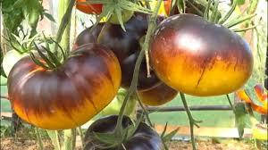 

Семена томата Яркий самоцвет