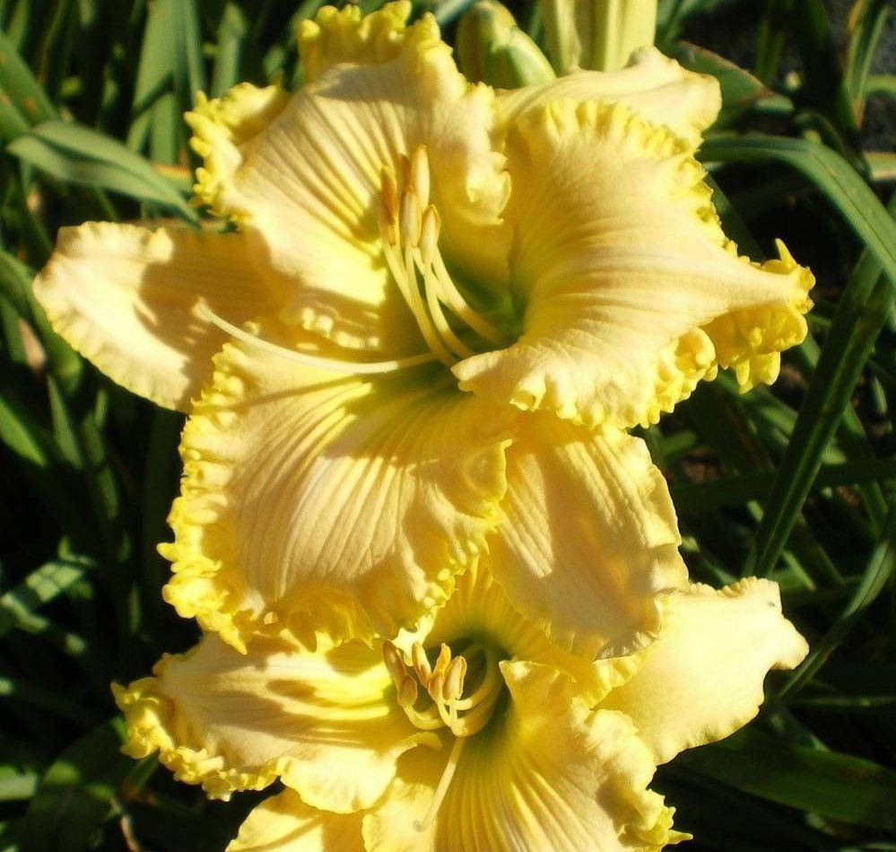 

Лилейник Дюмортье