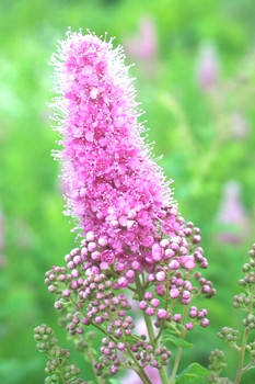 

Спирея Билларда розовоцветковая. В контейнерах Д5, Тільки для самовивозу. Обмеження до 15.6.2021.