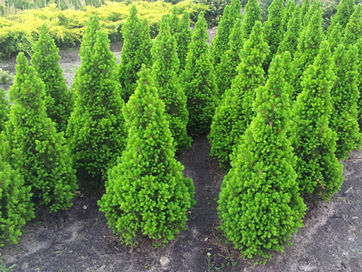 

Ялина канадська Коніка (Conica 3 річна) / Ель канадская Коника / Picea glauca Conica