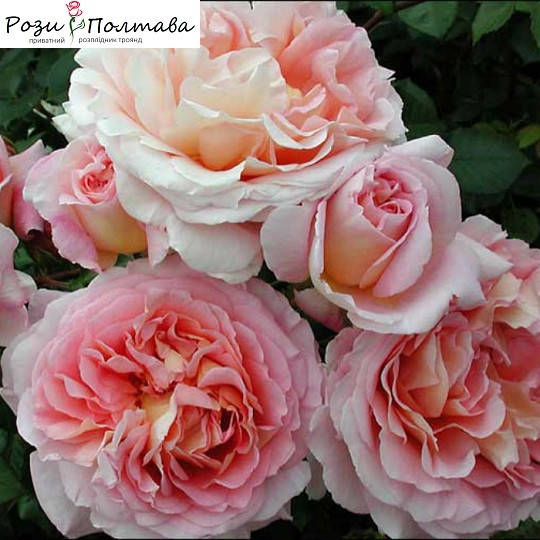 

Абрахам Дерби (Abraham Darby)