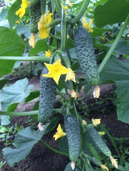 

Семена Огурец самоопыляющийся Лютояр F1 поштучно 10 семян Yuksel seeds