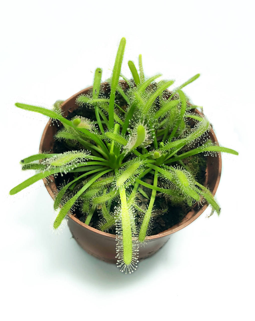 

Растение хищник Росянка Капская AlienPlants Drosera Capensis